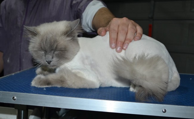 Austen is a Ragdoll. He had his matted fur shaved down, nails clipped, ears cleaned and a wash n blow dry.  Austen lives in a retirement home making all the elderly happy.