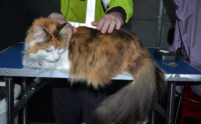 Kit is a Long hair domestic. She had her matted fur shaved down, nails clipped, ears cleaned, and bought a spring jumper from us.