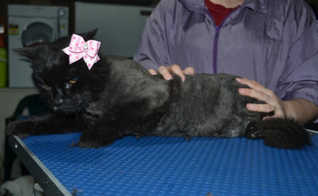 Chichi is a Medium Hair Domestic. She had her matted fur shaved down, nails clipped and ears cleaned.