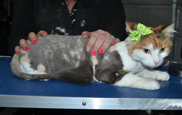 Kit is a Long hair domestic. She had her matted fur shaved down, nails clipped, ears cleaned, and bought a spring jumper from us.