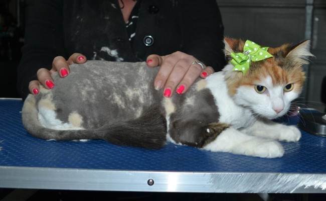 Kit is a Long hair domestic. She had her matted fur shaved down, nails clipped, ears cleaned, and bought a spring jumper from us.