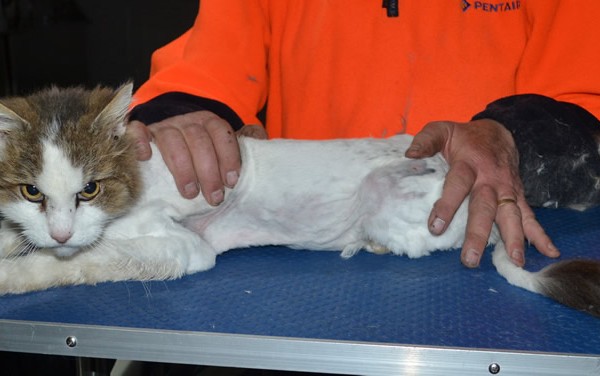 George is a Long Hair. He had his matted for shaved down, Nails clipped, ears cleaned and a wash n blow dry.