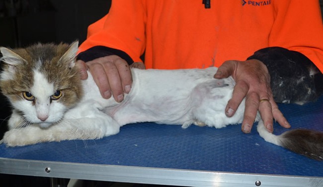 George is a Long Hair. He had his matted for shaved down, Nails clipped, ears cleaned and a wash n blow dry.