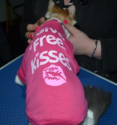 Kit is a Long hair domestic. She had her matted fur shaved down, nails clipped, ears cleaned, and bought a spring jumper from us.