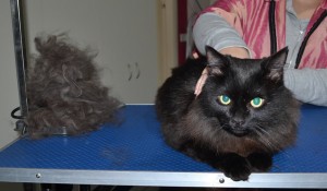 Sylvester is a Medium Hair Domestic. He had his underneath shaved, nails clipped, fur raked and his ears cleaned.