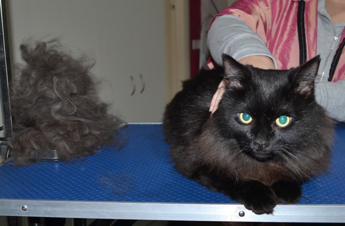 Sylvester