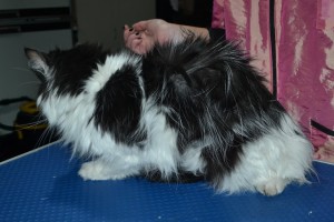 Harry is a Medium Hair Domestic. He had his matted fur shaved down, nails upped and ears cleaned.