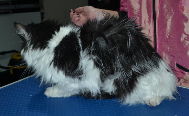 Harry is a Medium Hair Domestic. He had his matted fur shaved down, nails upped and ears cleaned.