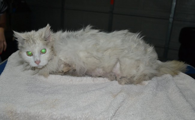 Kelly is a 16 yr old Long Hair Domestic. She had her matted fur shaved down, nails clipped, ears cleaned a wash n blow dry and is wearing one of our warm bunny jacket.