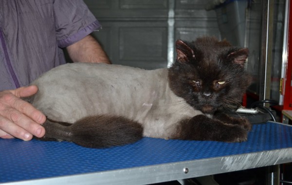 Horse is a Ragdoll x Domestic. She was a stray and taken in 8 months ago. She had her matted fur shaved down, nails clipped, ears cleaned and a wash n blow dry.