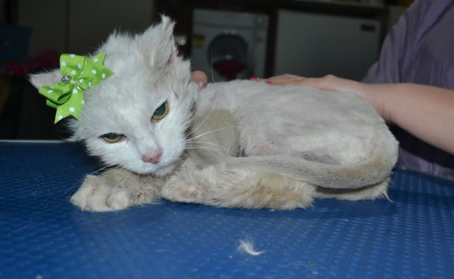 Kelly is a 16 yr old Long Hair Domestic. She had her matted fur shaved down, nails clipped, ears cleaned a wash n blow dry and is wearing one of our warm bunny jacket.