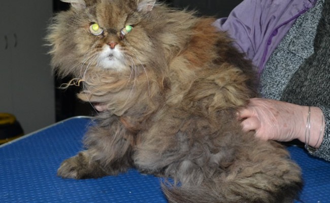 Bootsie is a Persian. He had his matted fur shaved down, nails clipped, ears and eyes cleaned and bought one of our spring tops.