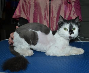 Harry is a Medium Hair Domestic. He had his matted fur shaved down, nails upped and ears cleaned.