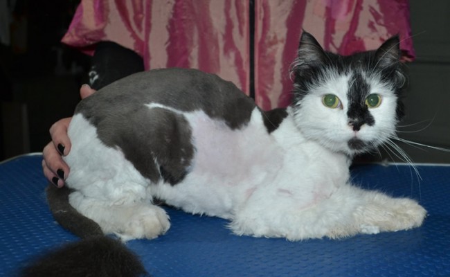 Harry is a Medium Hair Domestic. He had his matted fur shaved down, nails upped and ears cleaned.