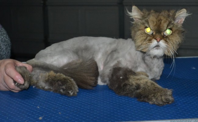 Bootsie is a Persian. He had his matted fur shaved down, nails clipped, ears and eyes cleaned and bought one of our spring tops.