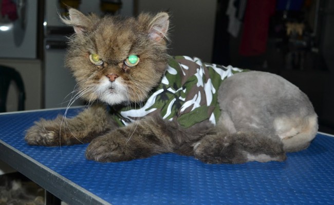 Bootsie is a Persian. He had his matted fur shaved down, nails clipped, ears and eyes cleaned and bought one of our spring tops.