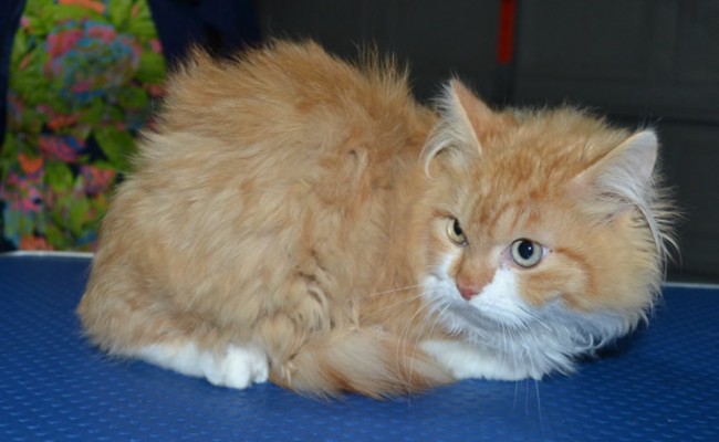 Spaghetti is a Long Hair Munchkin. He had his fur shaved down, nails clipped, ears cleaned and s wash n blow dry.