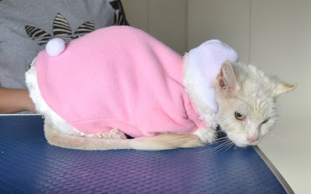 Kelly is a 16 yr old Long Hair Domestic. She had her matted fur shaved down, nails clipped, ears cleaned a wash n blow dry and is wearing one of our warm bunny jacket.