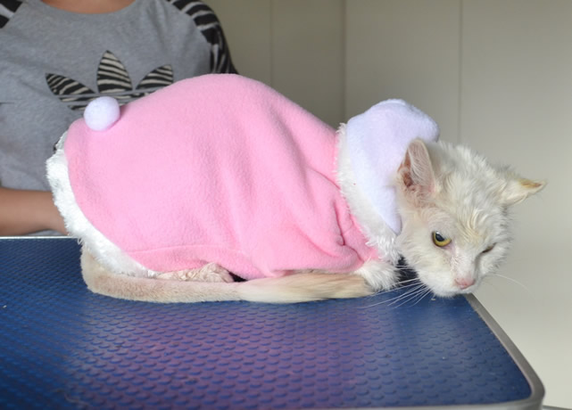 Kelly is a 16 yr old Long Hair Domestic. She had her matted fur shaved down, nails clipped, ears cleaned a wash n blow dry and is wearing one of our warm bunny jacket.