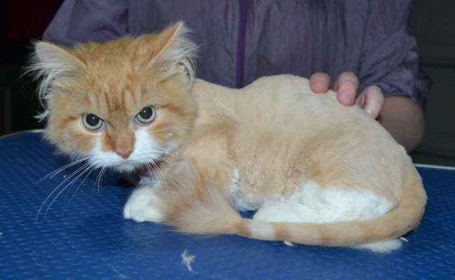 Spaghetti is a Long Hair Munchkin. He had his fur shaved down, nails clipped, ears cleaned and s wash n blow dry.
