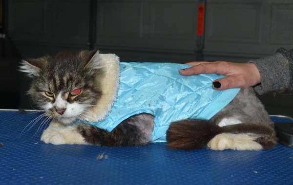 Puss is a 20 yr old Long hair Domestic. He had his matted fur shaved down, nails clipped and ears cleaned. Still has a lot of go in him. .