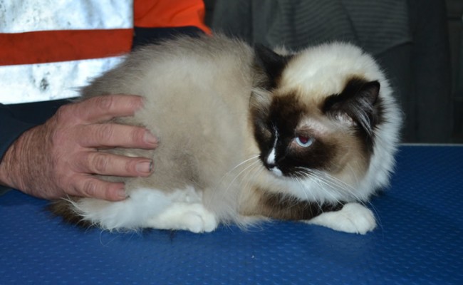 Destiny is a Ragdoll. She had her fur shaved down, nails clipped and ears cleaned.