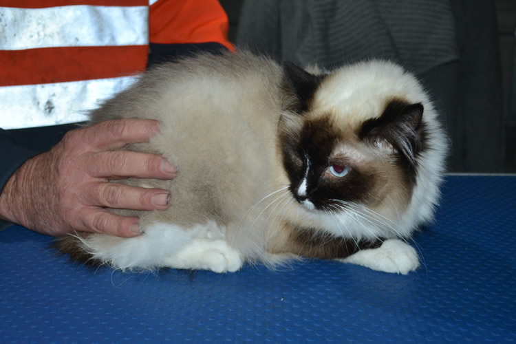 Destiny is a Ragdoll. She had her fur shaved down, nails clipped and ears cleaned.