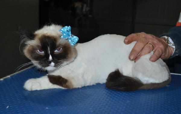 Destiny is a Ragdoll. She had her fur shaved down, nails clipped and ears cleaned.