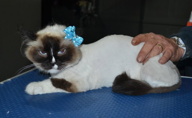Destiny is a Ragdoll. She had her fur shaved down, nails clipped and ears cleaned.