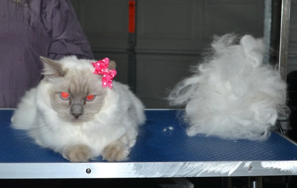 Meow meow is a Ragdoll. She had her nails clipped, ears cleaned, her fur raked and a wash n blow dry.