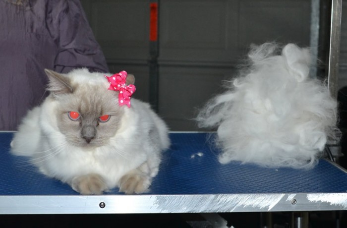 Meow meow