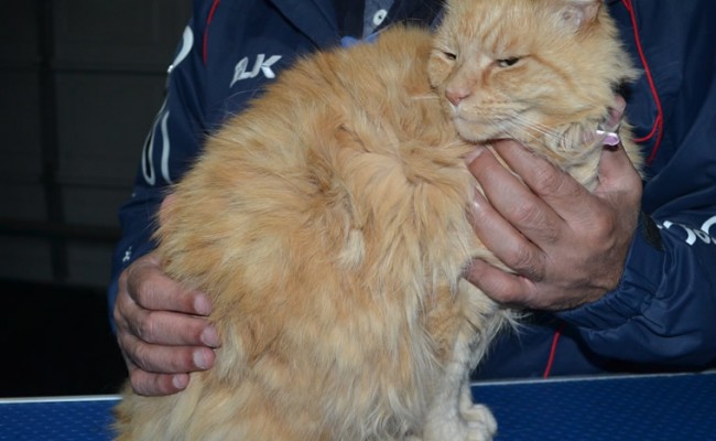 Itchigo is a Medium Hair Domestic. She had her matted fur shaved down, nails clipped and ears cleaned.