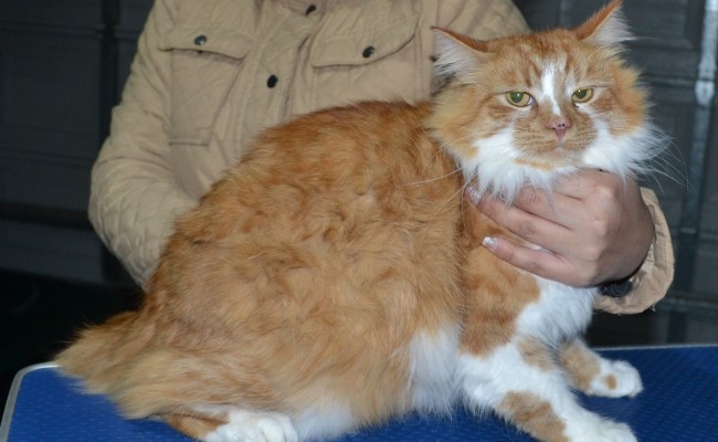 Tom is a Medium hair domestic. He had his fur shaved down, nails clipped and ears cleaned.