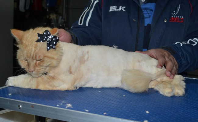 Itchigo is a Medium Hair Domestic. She had her matted fur shaved down, nails clipped and ears cleaned.