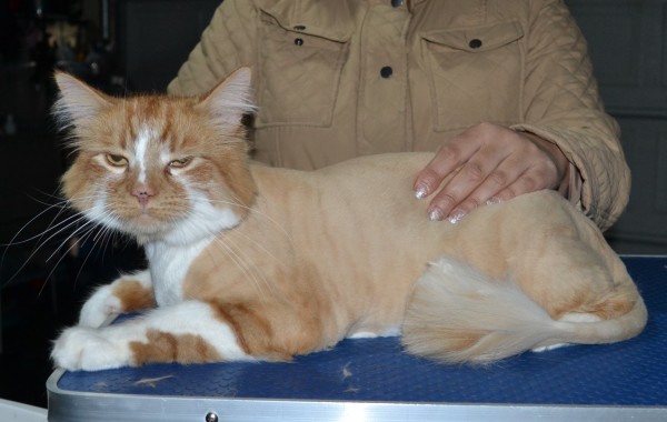 Tom is a Medium hair domestic. He had his fur shaved down, nails clipped and ears cleaned.