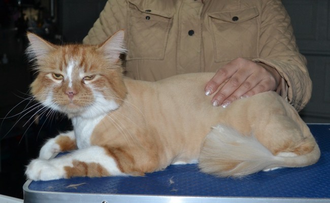 Tom is a Medium hair domestic. He had his fur shaved down, nails clipped and ears cleaned.