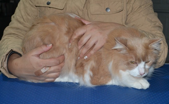 Fats is a Medium hair domestic. He had his fur shaved down and nails clipped. He was a crazy cat, hence why the after pic was done at home.