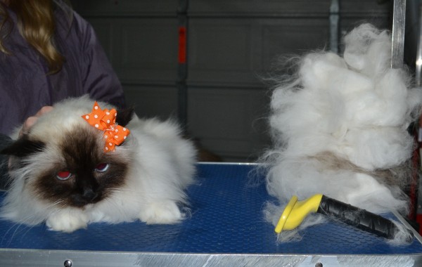 Tipsy is s Burman. She had her nails clipped, ears cleaned, her fur raked and a bum clip.