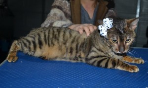 Gigi is a Bengal X Domestic. She had her nails clipped, ears cleaned and a wash n blow dry.