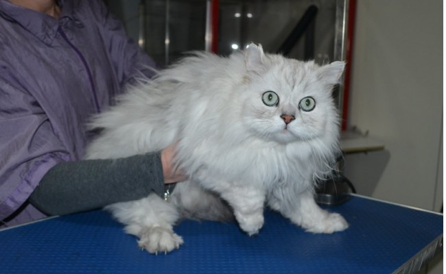 Cinqi is a Chinchilla. He had his matted fur shaved down, nails clipped and ears cleaned.