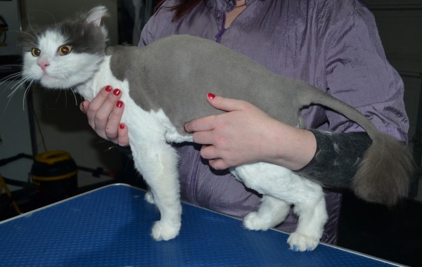 Whittaker is a long hair domestic. He had his fur shaved down, nails clipped, ears cleaned, and a full set of Blue Softpaw nail caps.