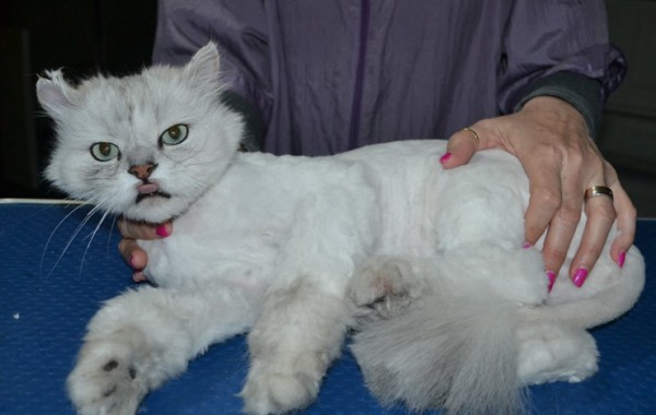 Cinqi is a Chinchilla. He had his matted fur shaved down, nails clipped and ears cleaned.