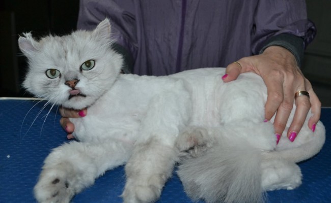 Cinqi is a Chinchilla. He had his matted fur shaved down, nails clipped and ears cleaned.