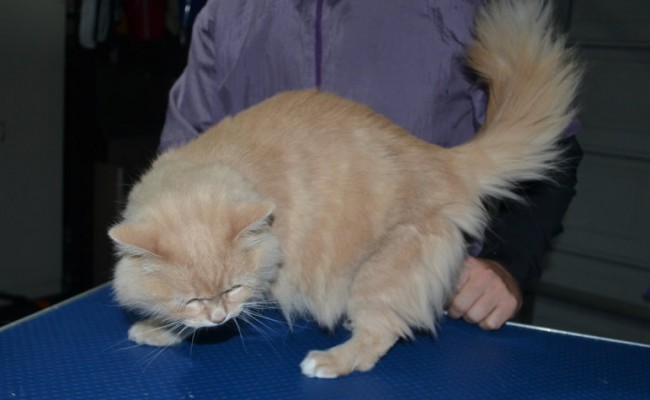 Lou Lou is a Medium Hair Domestic. She had her fur shaved down, nails clipped and ears cleaned.