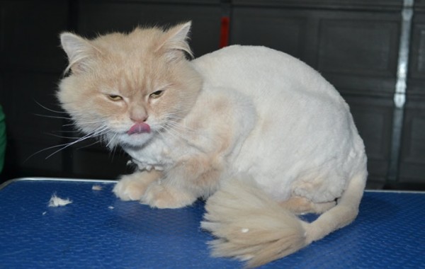Lou Lou is a Medium Hair Domestic. She had her fur shaved down, nails clipped and ears cleaned.