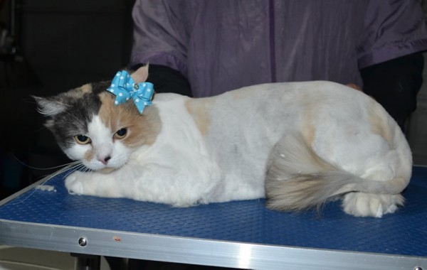 Peaches is a Medium Hair Domestic. She had her fur shaved down, nails clipped and ears cleaned.