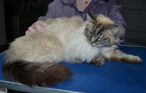 Max is a Ragdoll. He had his fur shaved down, nails clipped, ears cleaned and a wash n blow dry.
