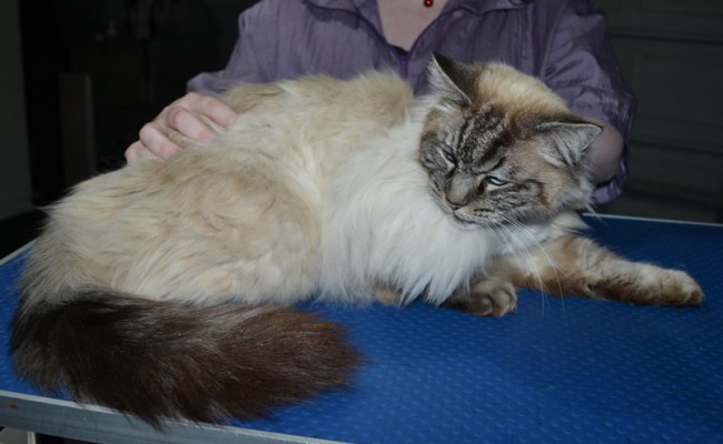 Max is a Ragdoll. He had his fur shaved down, nails clipped, ears cleaned and a wash n blow dry.