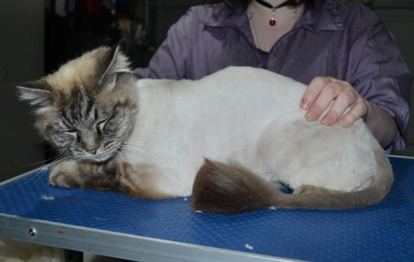 Max is a Ragdoll. He had his fur shaved down, nails clipped, ears cleaned and a wash n blow dry.