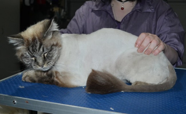 Max is a Ragdoll. He had his fur shaved down, nails clipped, ears cleaned and a wash n blow dry.